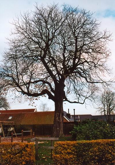 Kastanje hoek Oosterweg