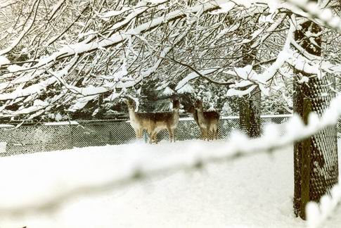 Hertenkamp Noordhorn