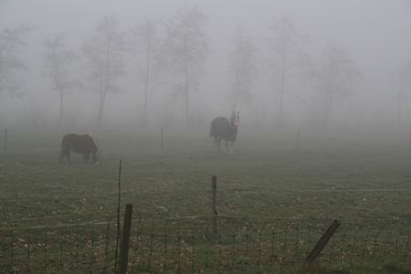 Mist, paarden en bomen