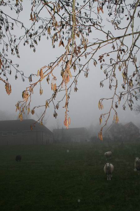 mist vanaf de Lindestraat