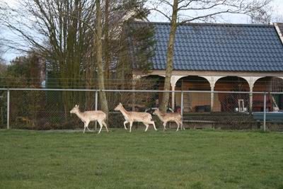 Damherten Noordhorn