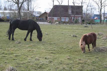 grazende paarden…