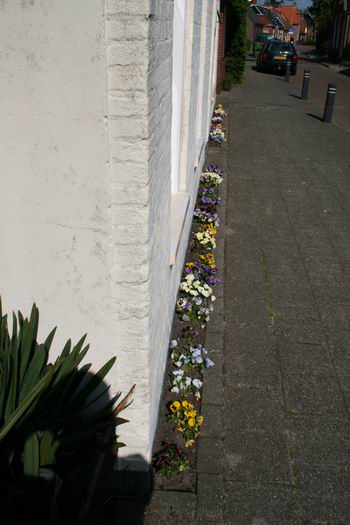 viooltjes Nieuwstraat 6