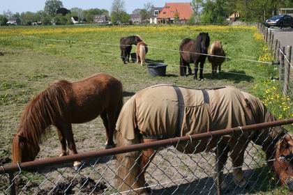 pony\'s en paardenbloemen