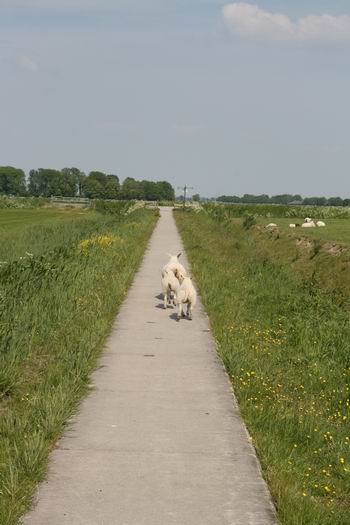 schapen op pad
