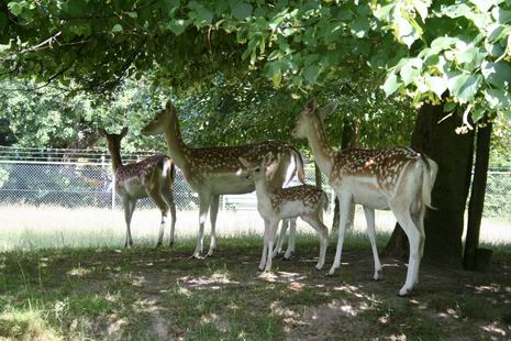 damherten onder bomen