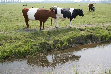 koeien Geert de Jong