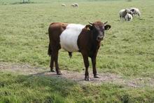 Lakenvelder stier