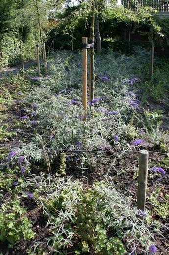 Heringericht perk met vele vlinderbloemigen...