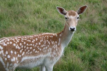 oren gespitst, ogen op steeltjes, waakzaam tot en met