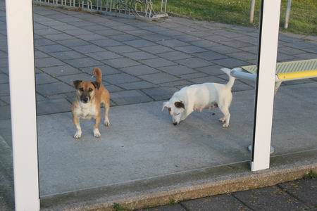 Kamphuishondjes wachtend op de bus?