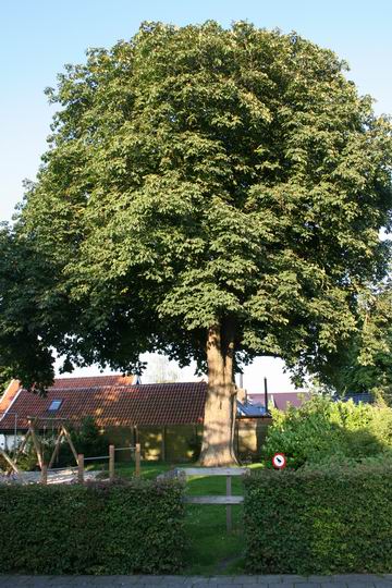 Noordhorns trots zucht onder hete zomer.....