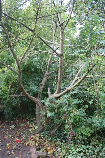 perk met klimboom begin oktober 2007