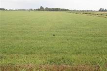 komkommerpanter in alang-alang bij Noordhorn