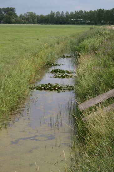 weilandsloot met waterlelies