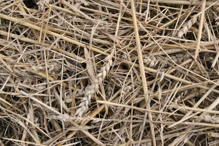 gemaaide tarwe, waar zijn de arenlezers?