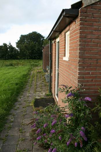 oude Dörpsstee in stervensfase ondanks fraaie vlinderbloemen