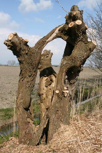 l'arbre artistique bij Van Starkenborghkanaal NZ