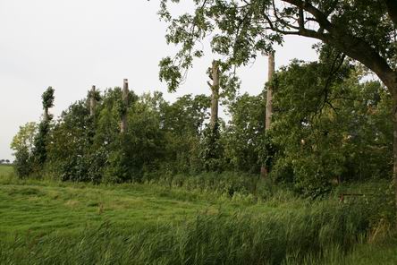 vernederde populieren aan westkant van Mokkenburg