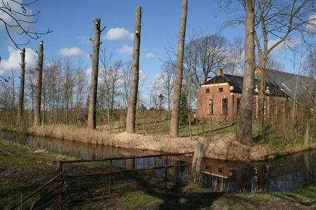 tot staken gedegradeerde populieren bij Mokkenburg
