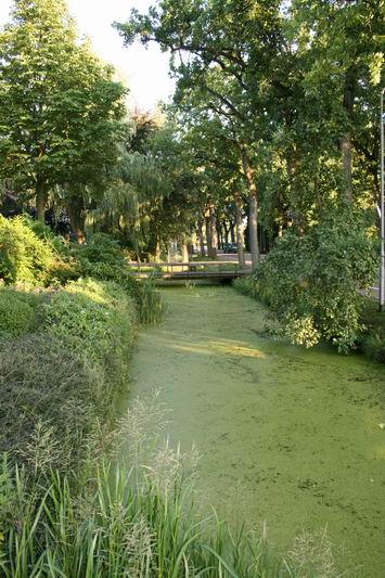 het kroos, het bloeiend riet en eikenblaadjes...