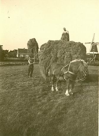 hooioogst aan de zuidwestkant van Noordhorn beginjaren vijftig