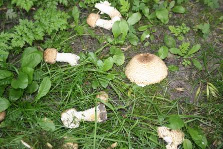 paddestoelen geslachtofferd door grasmaaier