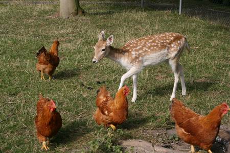 Bambi in Hoenderland....