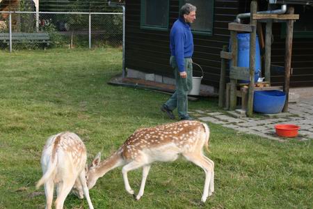 Bijvoeren van biologisch-dynamisch gekweekt gras door verzorger Hans. De damherten laten het zich smaken.