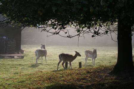 Een fraai beeld van drie damherten tegen een nevelachtergrond onder de boomkruinen van de bult aan de zuidwestkant.  