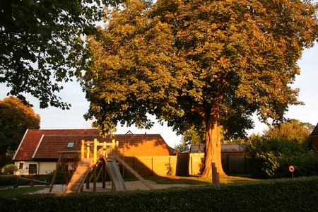 Septembernamiddagzon op de majestueuze kastanje op de hoek van Moeshorn en Oosterweg. Zonovergoten, met goud bekleed...  