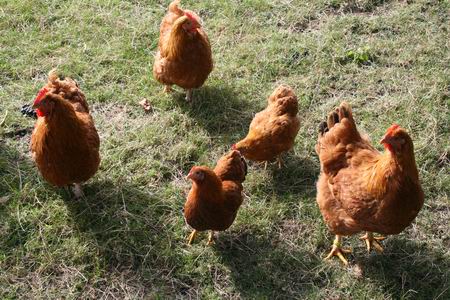 Zelfs de uitzonderlijke kippen in het hertenkamp krijgen een gouden glans, als aan het eind van de middag de septemberzon voor lange schaduwen zorgt. Vergulde verendragers tussen Bambi en zijn lotgenoten  