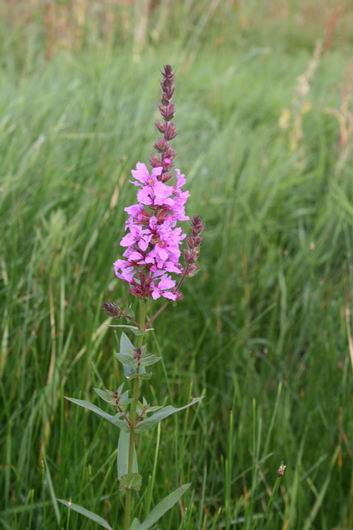 resize-of-natuur-bij-ijsbaan-3-03092008 En toch, zelfs hier laat de natuur ons niet in de steek. Ook al drijven er donkere wolken over, een zonnetje is er altijd!