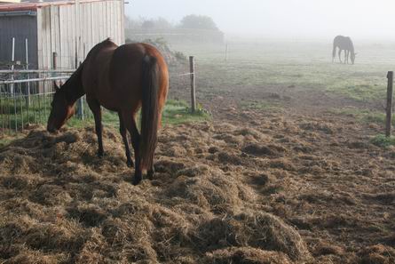 Landelijk beeld bij huize Zwama aan de Meidoornstraat. Een paard in het hooi op de voorgrond, achteraan het andere in nevelen gehuld...