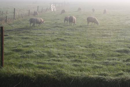 Weilanden langs de Meidoornstraat met wakkere schapen in de optrekkende mist.  