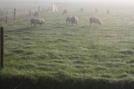 Deze schapen aan de oostkant van Noordhorn zijn, ondanks de mist, al volop aan het consumeren geslagen....