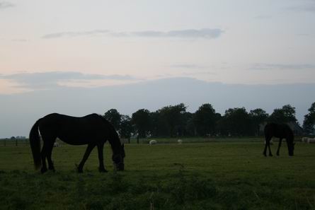 Paarden van Jan Tempel in de schemering, genomen vanaf de oude heirbaan, een eind van de N355 vandaan. Zonder flitslicht. Septemberavond tussen half acht en acht uur.  