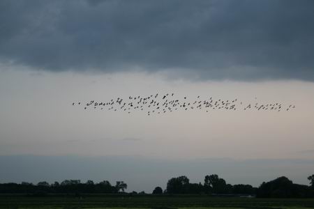 Verrassend als in de buurt van de oude heirbaan een verzamelvlucht kieviten verstoord  het luchtruim kiest. De fraaie vogels maken zich op voor de lange tocht naar het zuiden, rusten uit op een veld gemaaid gras. En dan komt die vervelende Canonkieker....