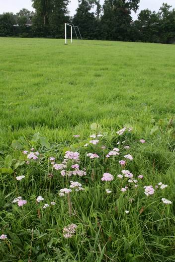 resize-of-sportveld-dorpsbelangen-2-030920081 Komt dit wel goed?