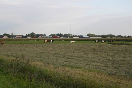 Fraai zicht op westkant Noordhorn en lakenvelders in de wei, vanaf een ver punt op de oude heirbaan