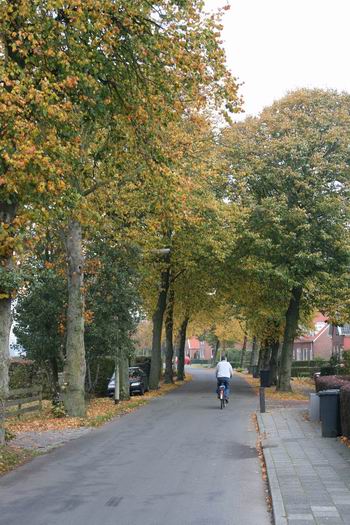 Het is herfst, de groenkorrels verlaten de bladeren, kruipen in de bast, trekken zich winterbewust terug. De overige kleuren blijven iets langer hangen. Kijk, zeggen wij dan, prachtige herfstkleuren! Ook aan de Noorderweg!