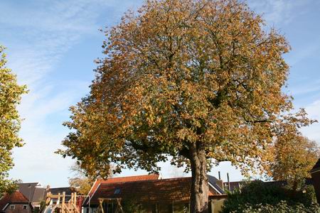 resize-of-20081020_5422 De imposante kastanje op de hoek van de Moeshorn en de Achterweg. De bladerkroon neemt feestelijk afscheid, de boom is bijna winterklaar, zo op het oog nog steeds levensvatbaar. Op naar de 200?