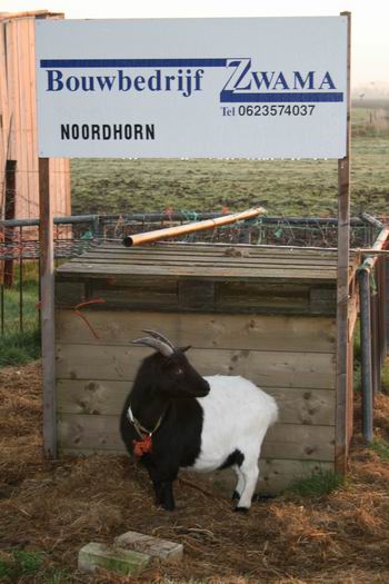 Tja..... In ieder geval een mooi plaatje! Oostkant Noordhorn, noordkop Meidoornstraat. Maar of de geit de telefoon beantwoordt???  