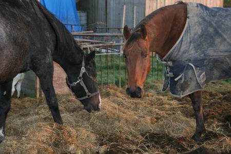 "Man, man, wat n lewaai ja.... Krigst ook kopzeerte van aal dat gedreun? Je stoan ja te trillen op joen bainen.... Wat zegst? Bìnnen ze aan t heien? Woarsdat nou veur neudeg? De wurms worden der ja volsloagen gek van, waiten nait meer woar ze kroepen mouten... Hest geliek, as wie kop der mor bieholden, neem nog mor n pluk heu..."  