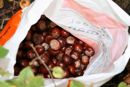 Kastanjes, tassen vol...