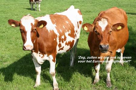 Datema-koeien, vol zelfvertrouwen. Ze durven de concurrentie van De Toppers wel aan....