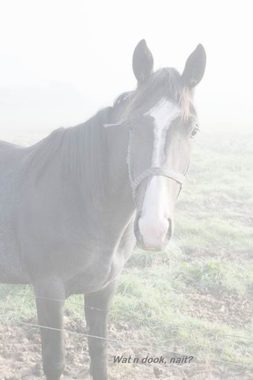 Paard in de mist aan de Meidoornstraat.....  Nou ja, de nevel een handje geholpen....  