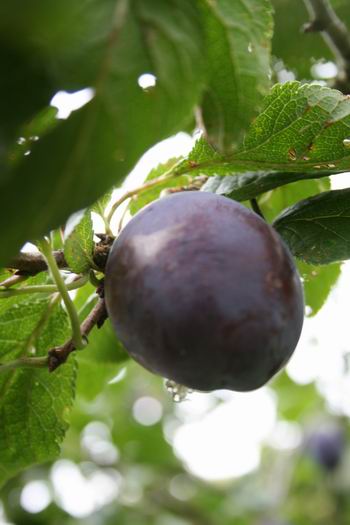 Mmmmmmm, een heerlijke, blauwe pruim..... Of is die oogst al achter de rug?   