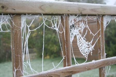 Benevelde spinnenwebben in een grijs uitgeslagen schuttinggedeelte, sfeerplaatje, achtertuin Esdoornstraat.  Een krent in de nieuwbouwpap.... 