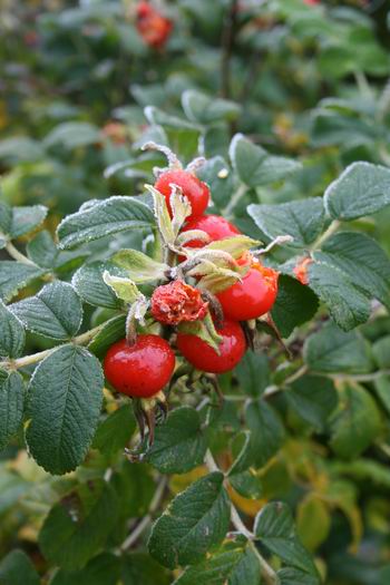 De rozenbottels nabij de nieuwe Dorpsstee steken feestelijk af tegen de grijsgroene achtergrond.  